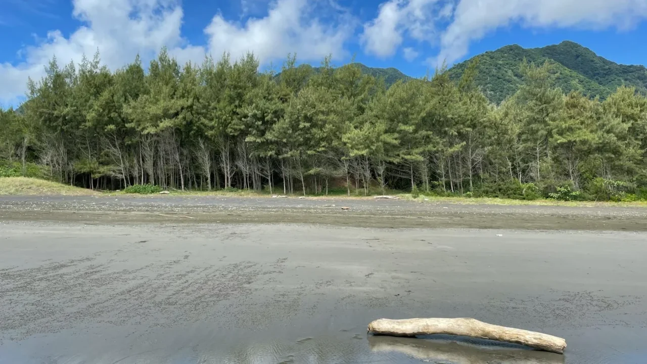 Beach Mountain Forest