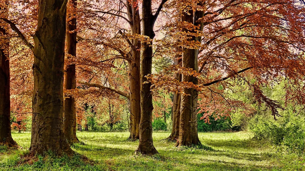 Forest Park